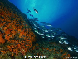 Life by Walter Bassi 